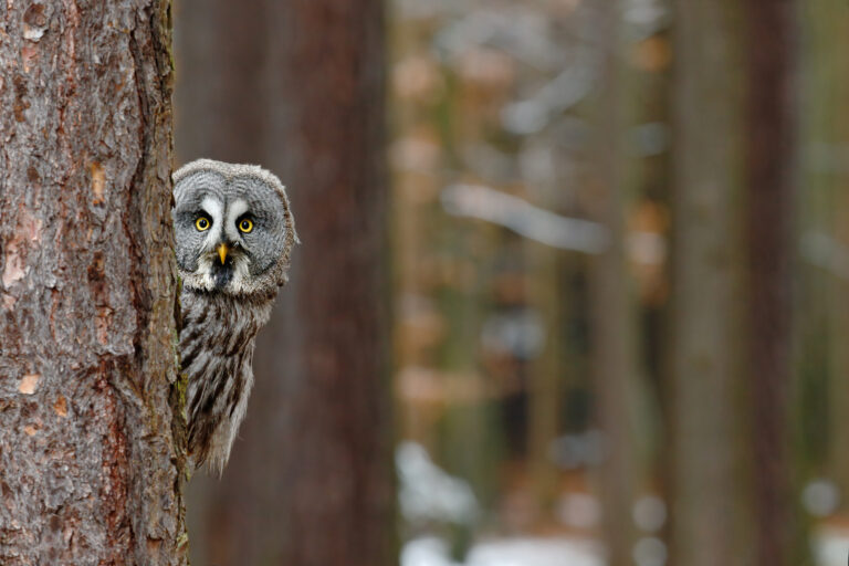 Great grey owl