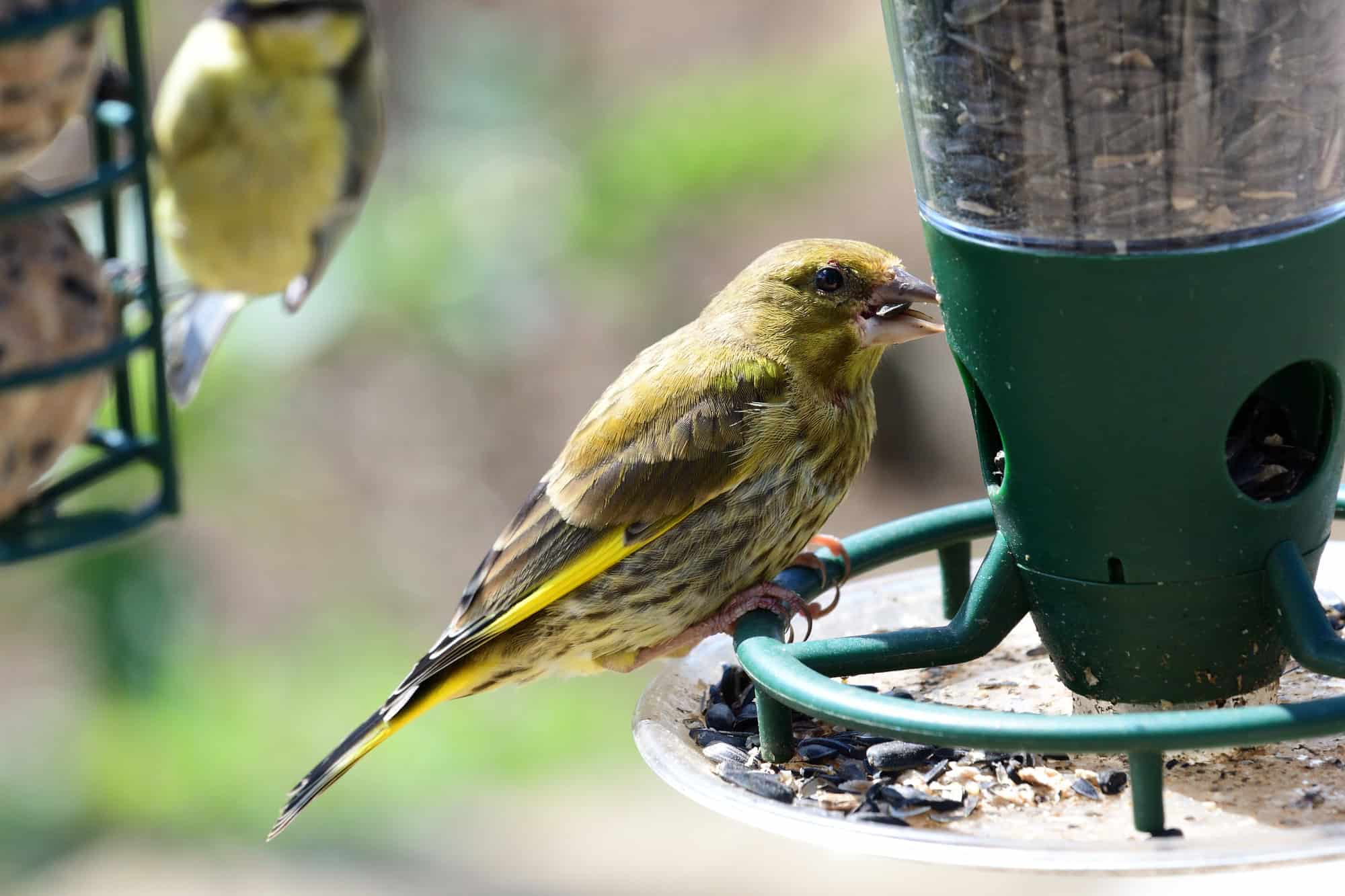Greenfinch eating sunflower seeds