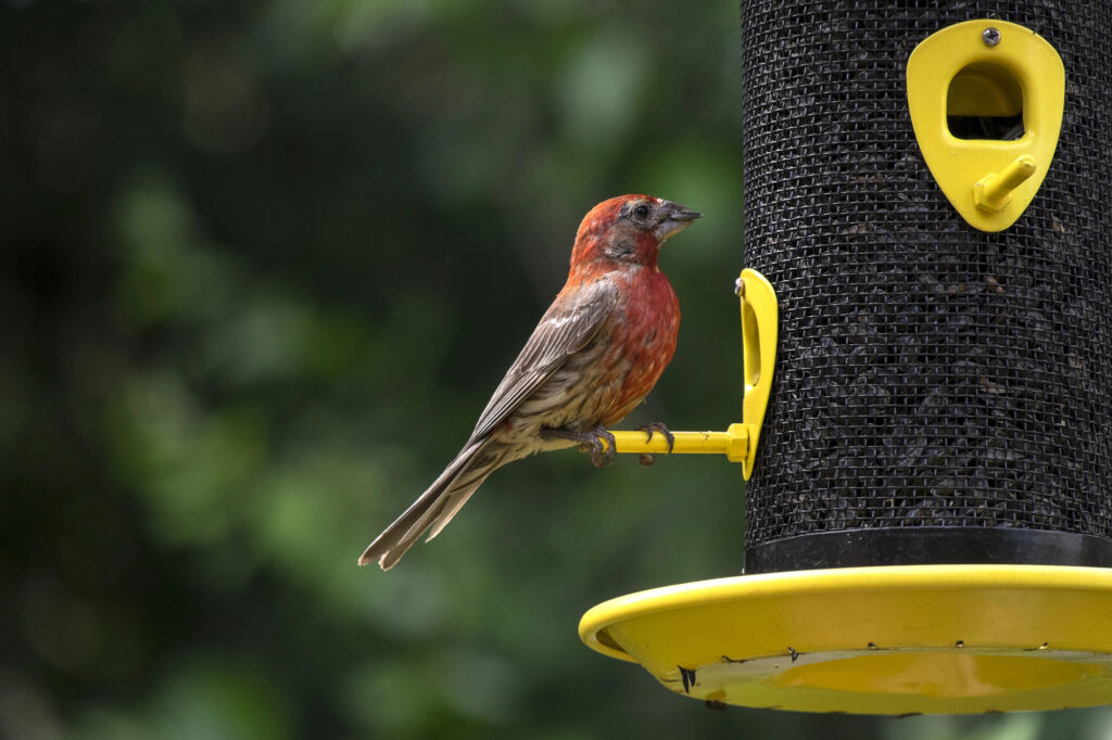 House Finch at the Bird Feeder