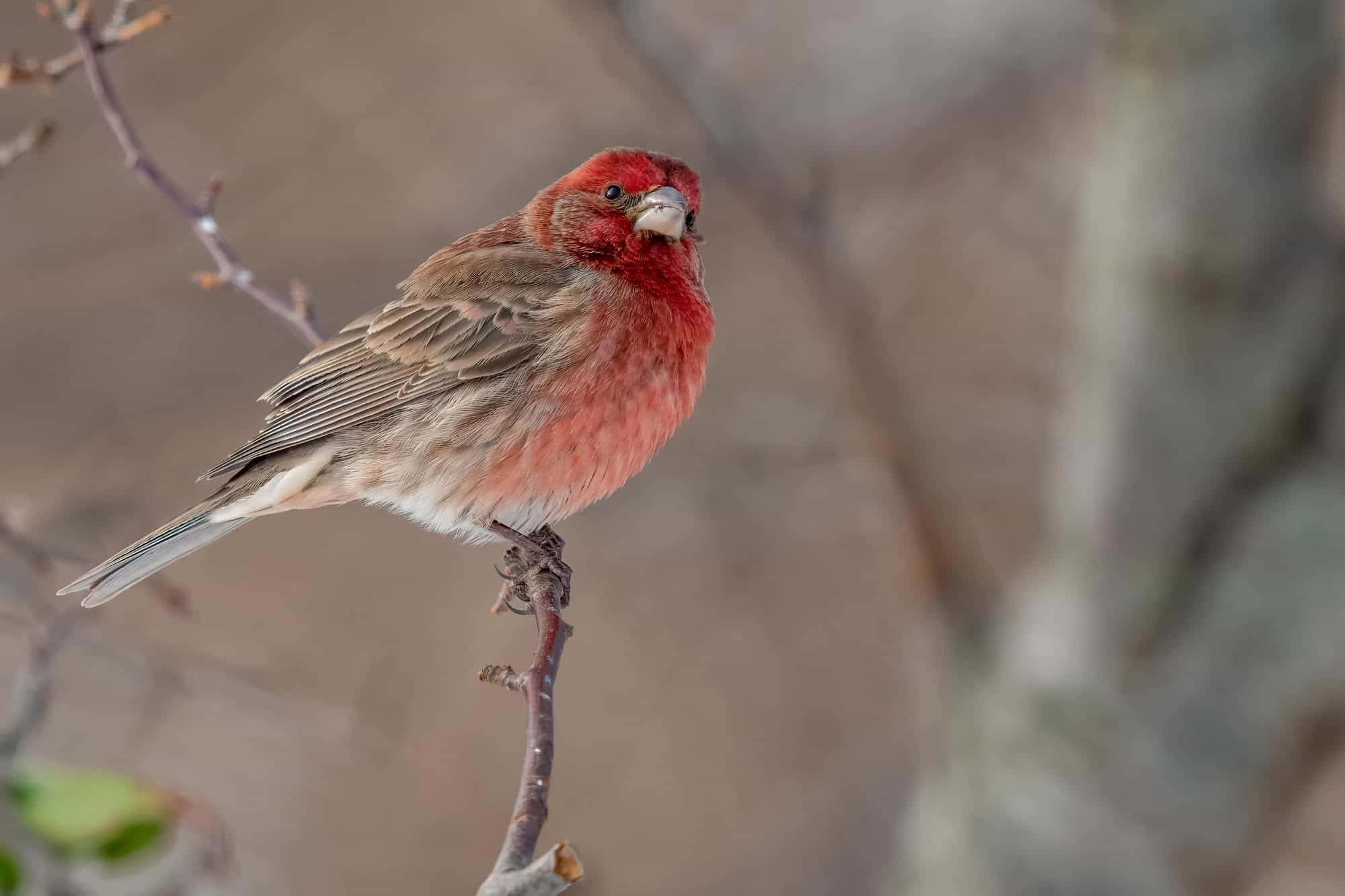 House Finch