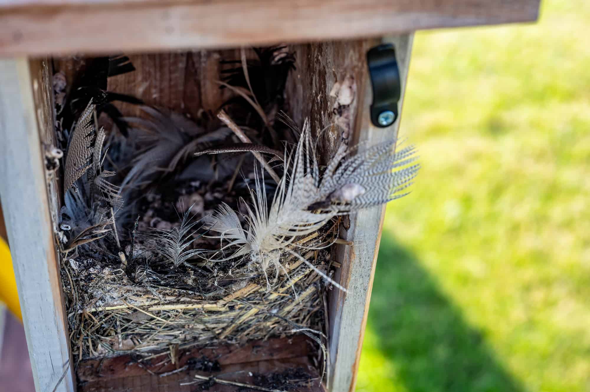 Open bird house with an empty nest of feathers and straw after eggs have hatched and young have left