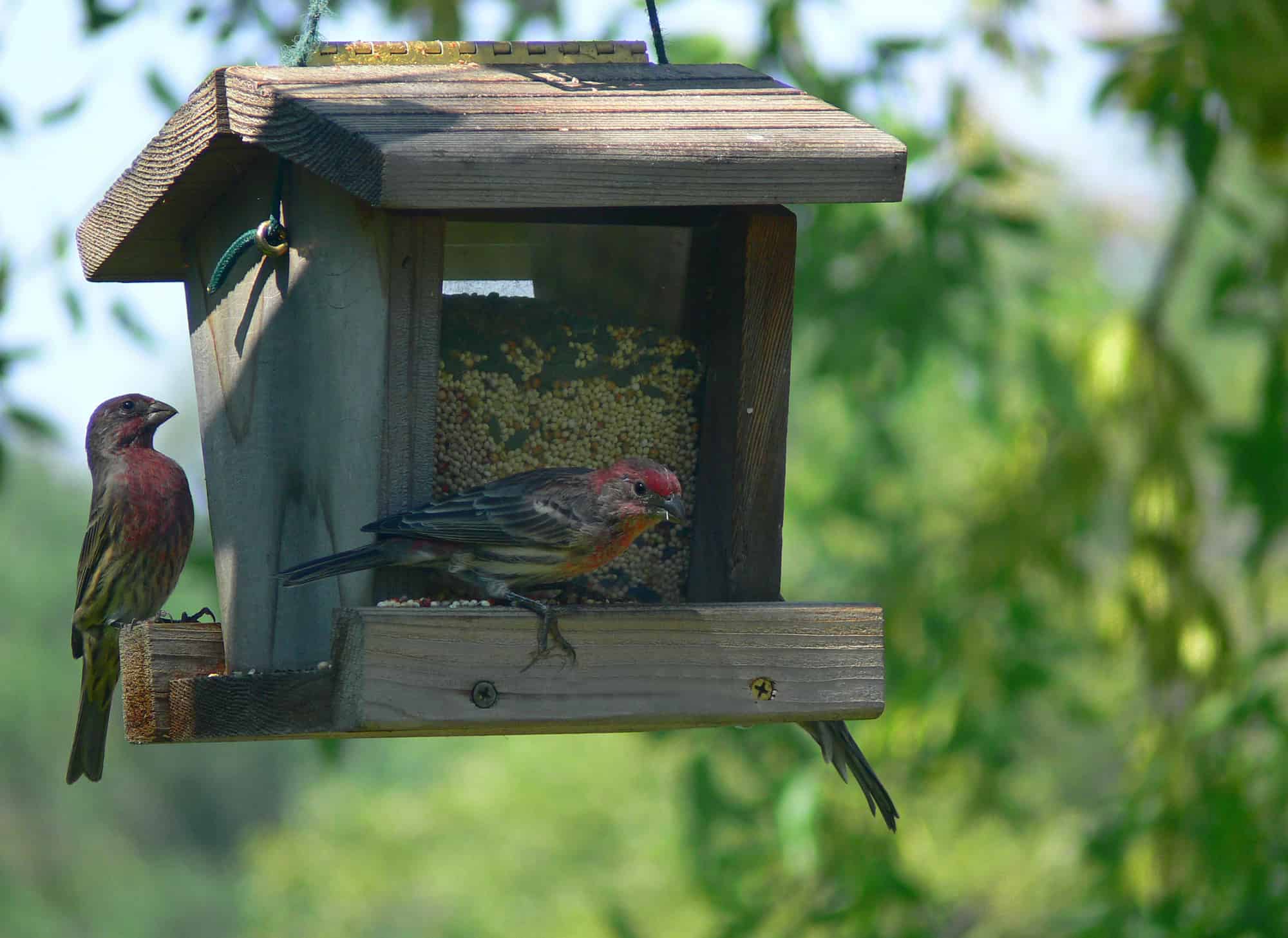 Birds on a hopper feeder, illustrating the importance of feeder placement.