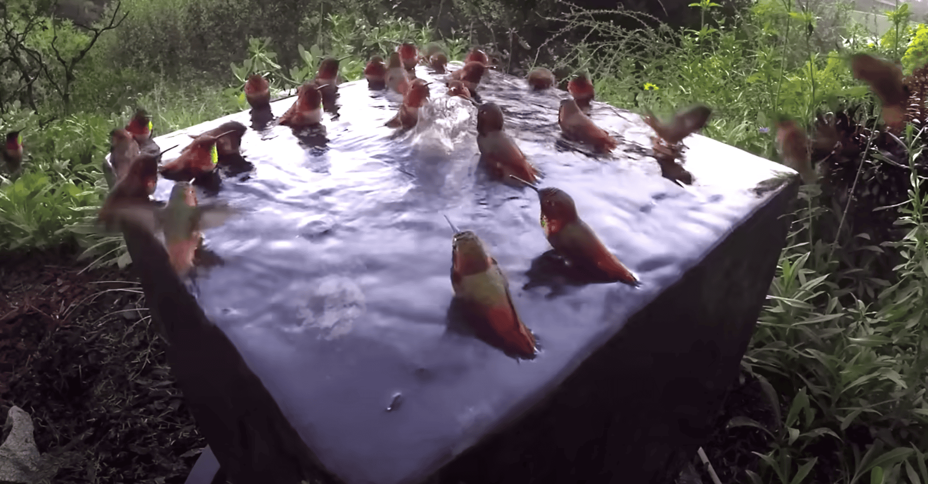 Hummingbird bath