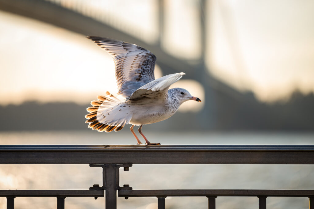 urban habitat loss