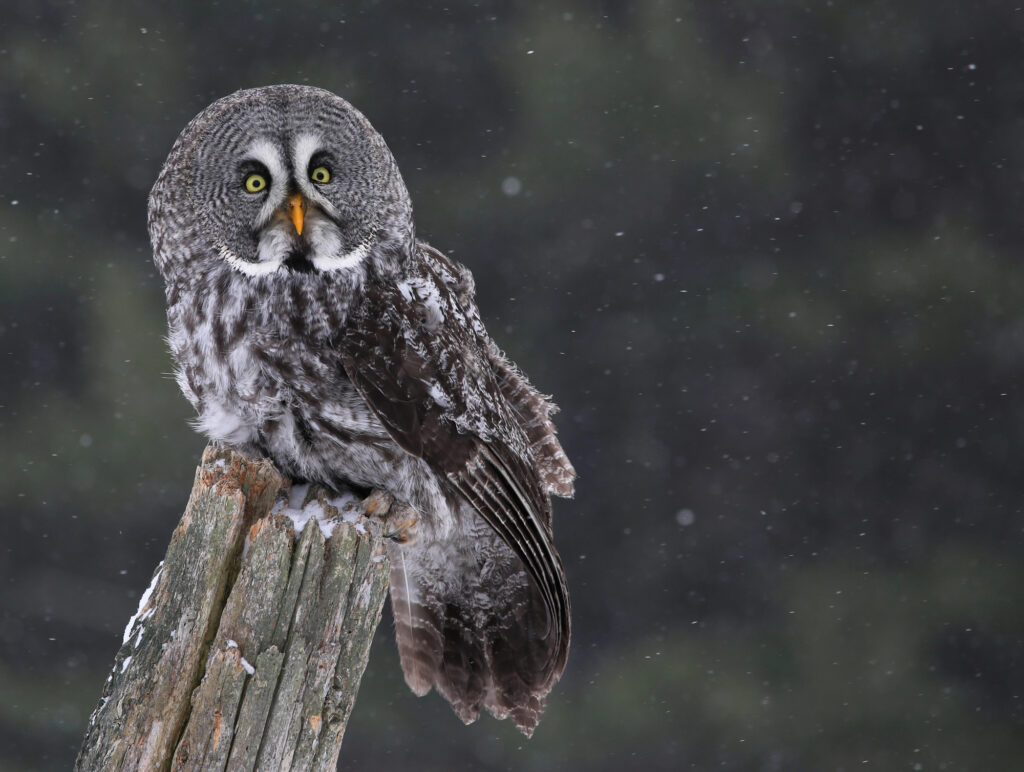 Sitting Great Gray Owl