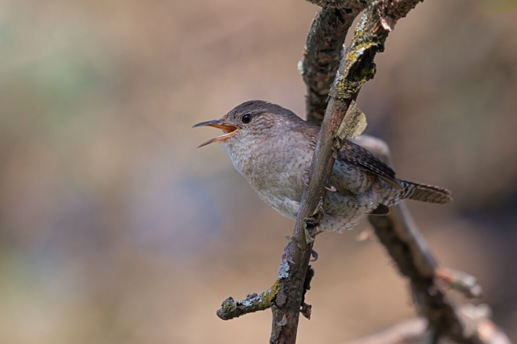 Small Birds in Arizona