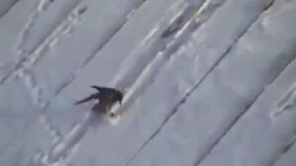 Snowboarding crow