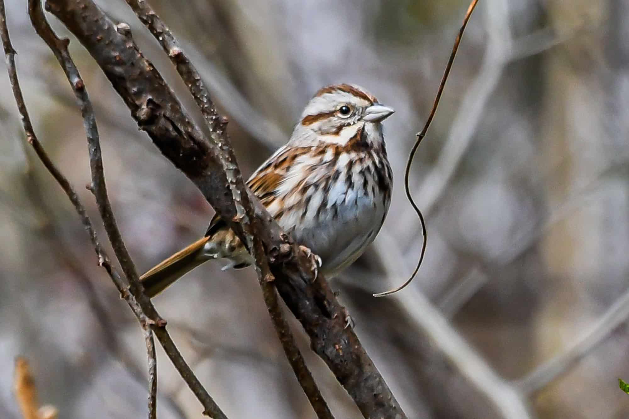 Song Sparrow