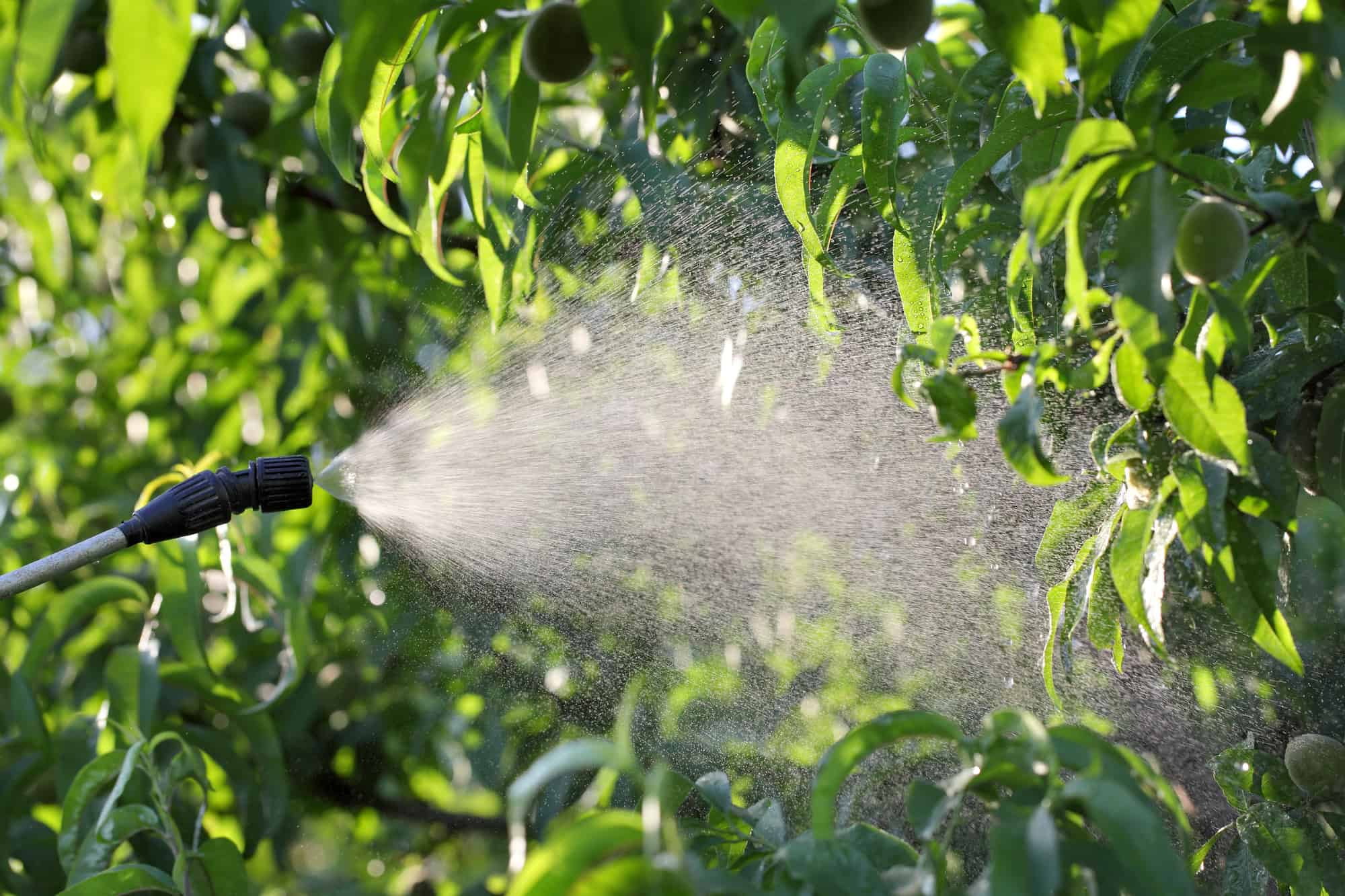 Spraying trees with chemicals