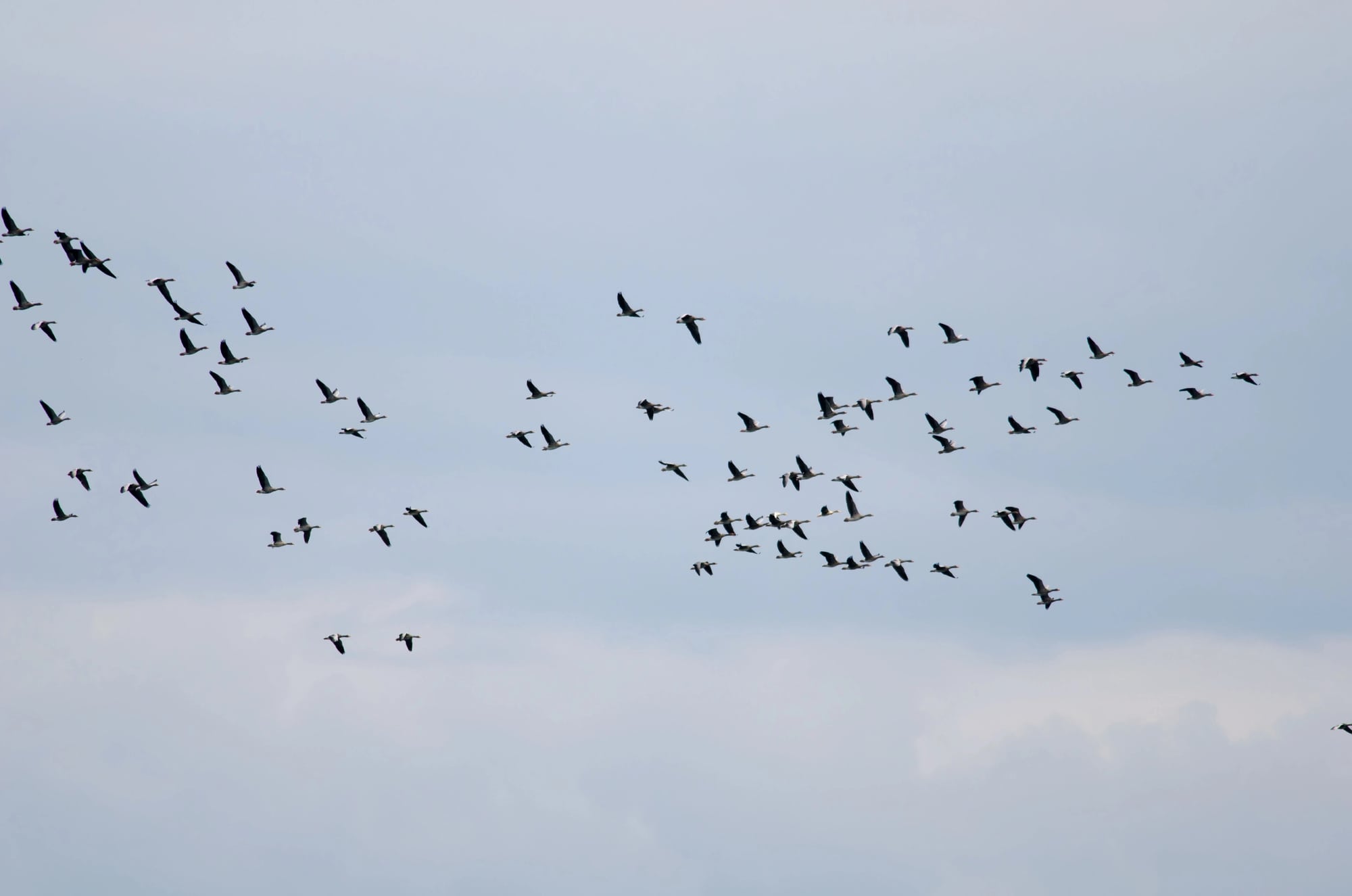 The migration of wild geese 