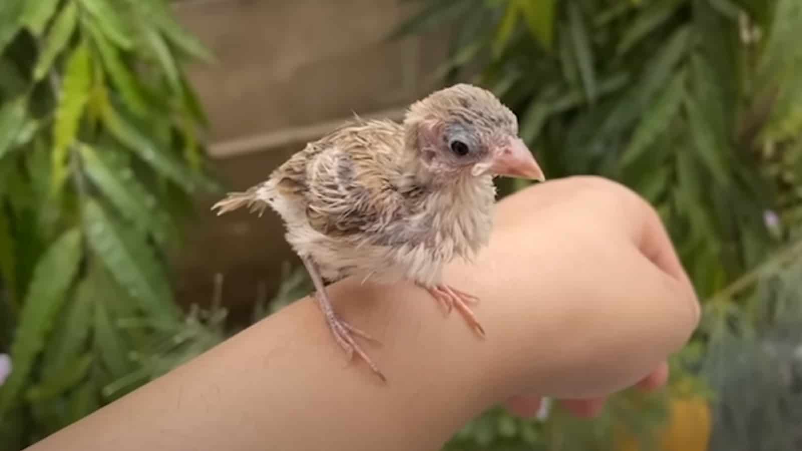 Tiny bird sitting on a woman's hand
