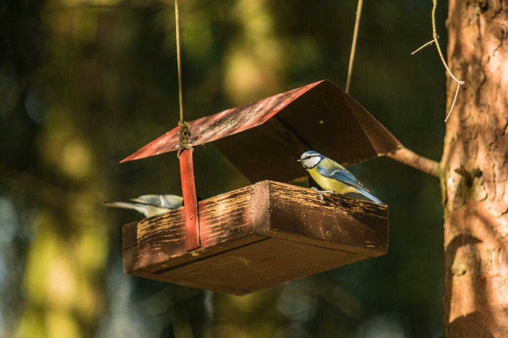 Two birds, great and blue tit, sitting on wooden feeder hanging on a tree in a forest, sunny winter day