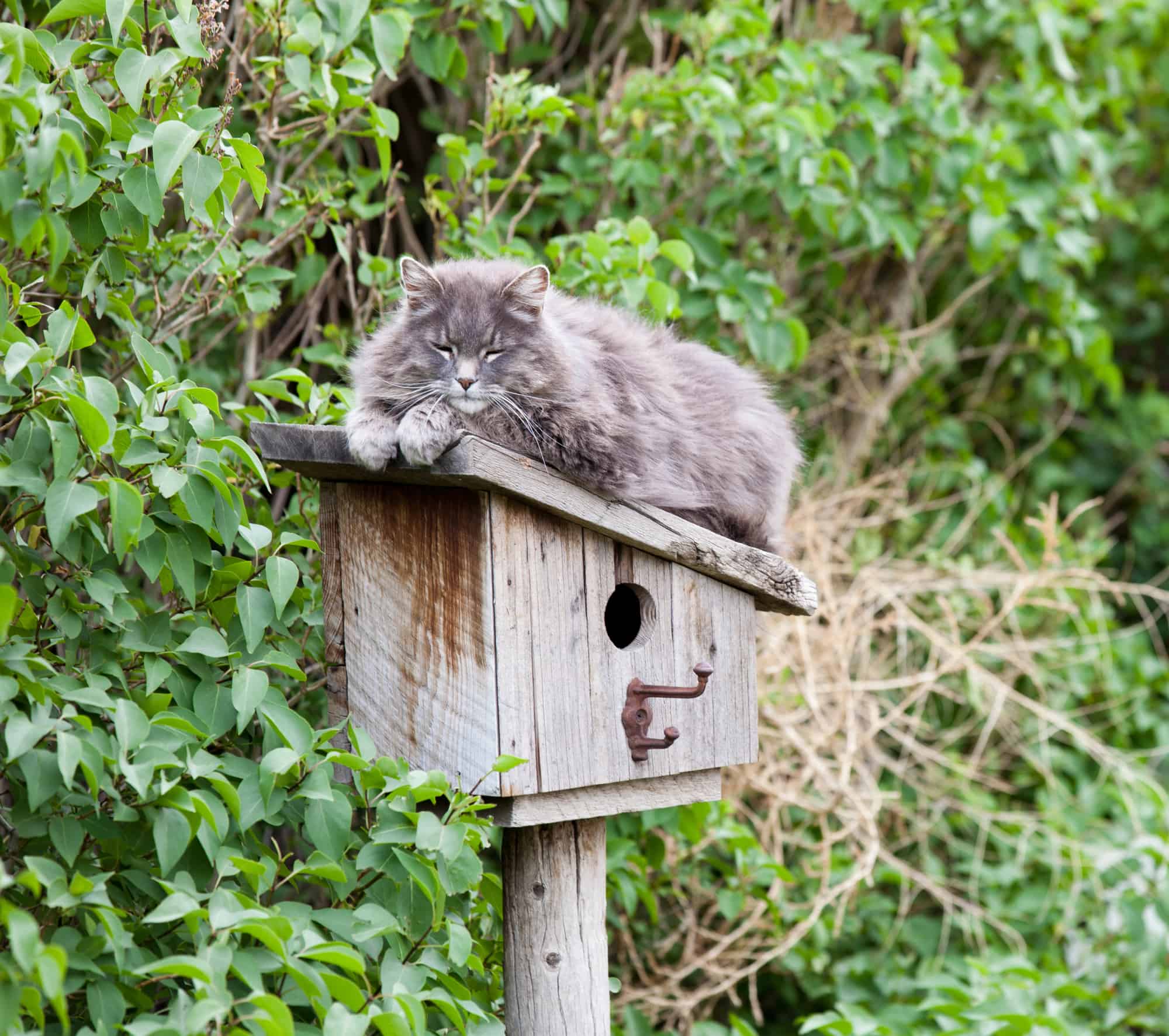 Wild Cat sleeping on a bird house