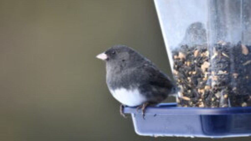 bird at a feeder