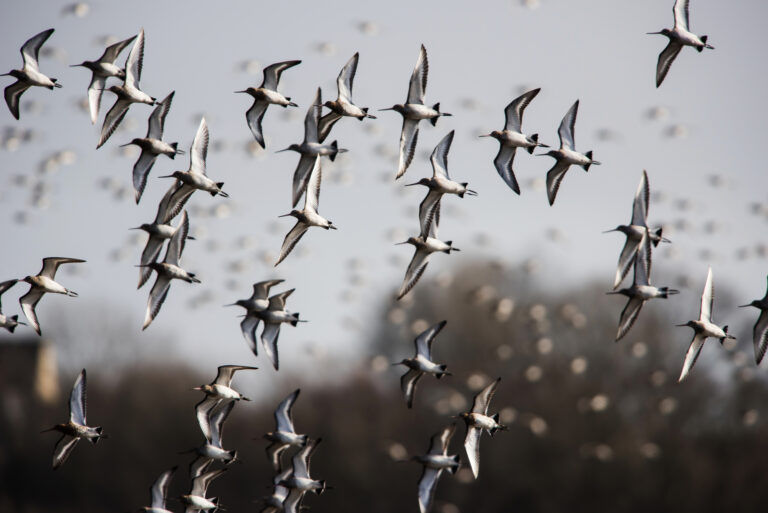 bird migration facts