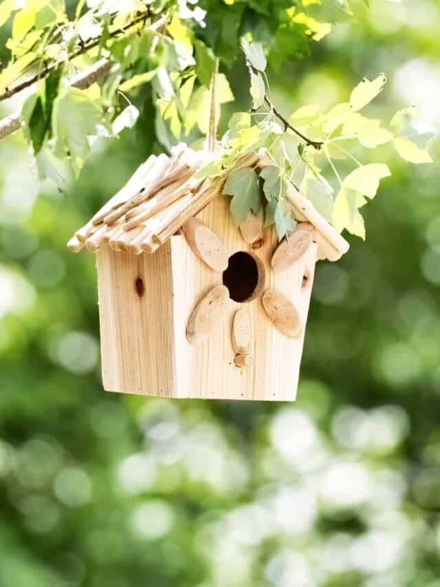 Nest Woes No More: Expert Tricks to Make Birds Flock to Your Garden!