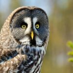 cute owl sound video