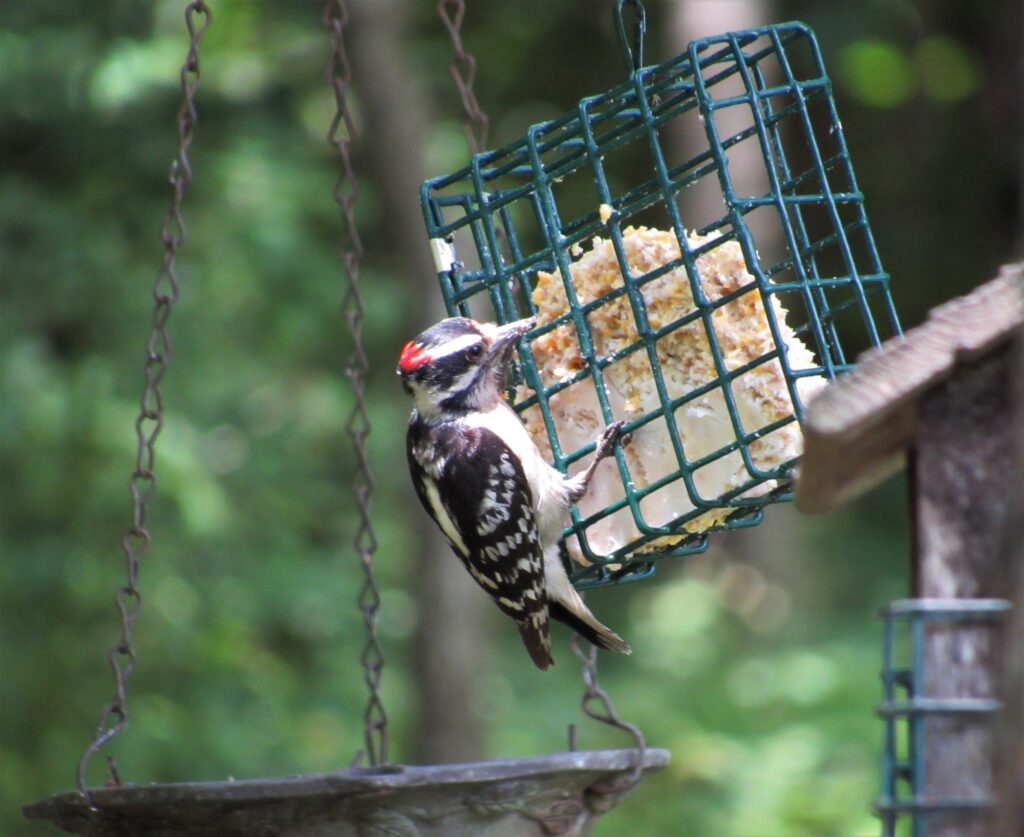 downy woodpecker eating from Suet Feeder