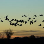 geese migrate at night