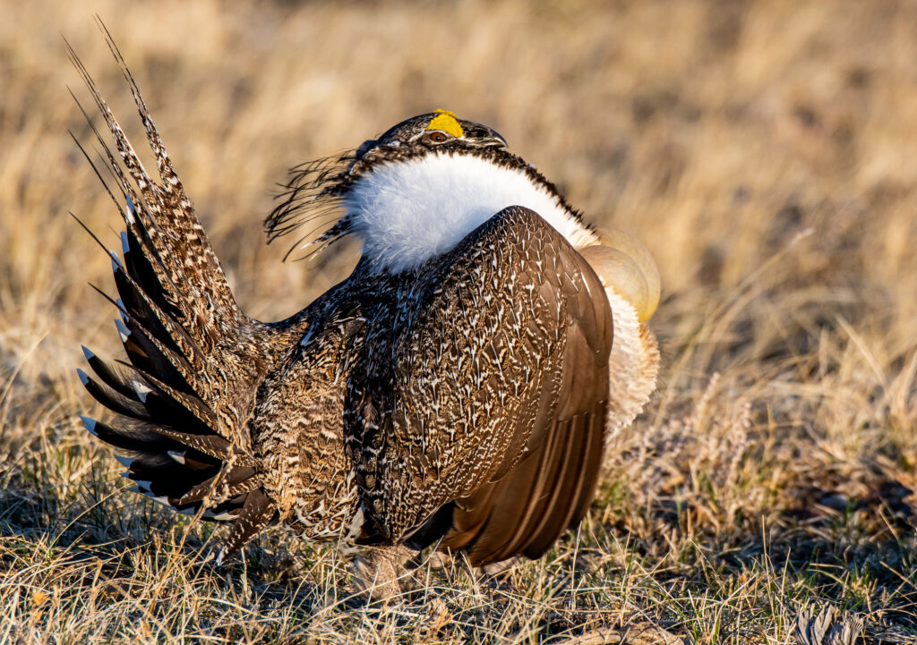 greater sage-grouse breeding display video