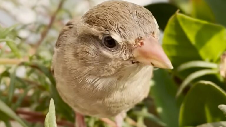 rescue bird follows mom like a dog