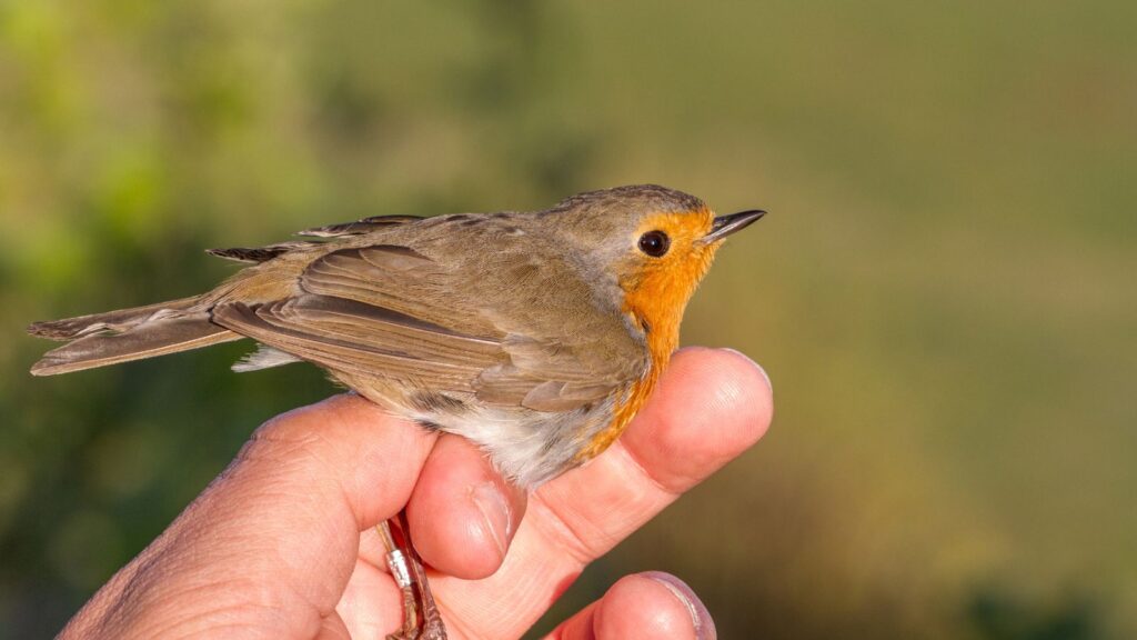 robin is banded for science