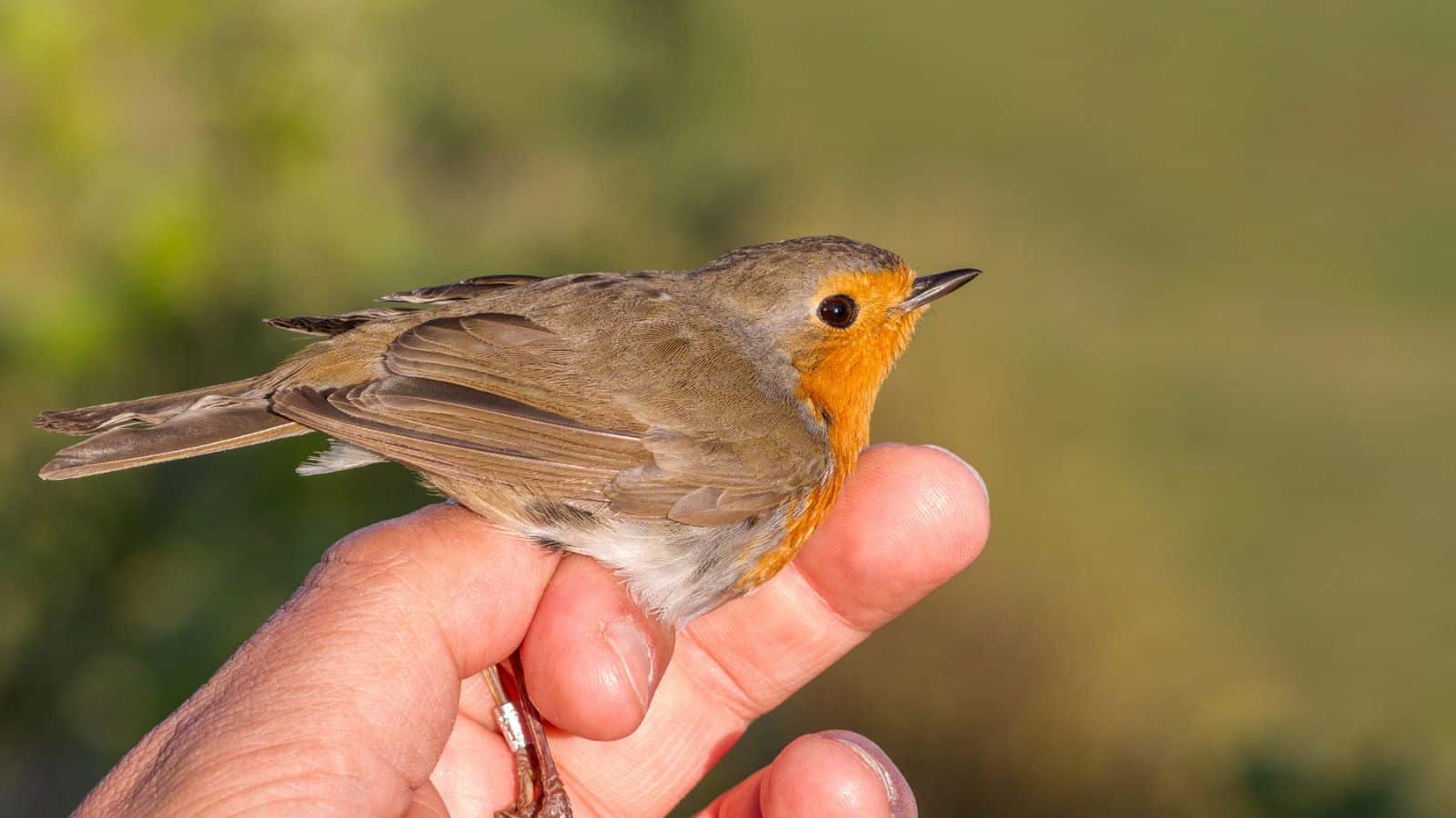 The Backyard Bird That Just Moved 200 Miles North (And Why It Is Probably in Your Yard Now)