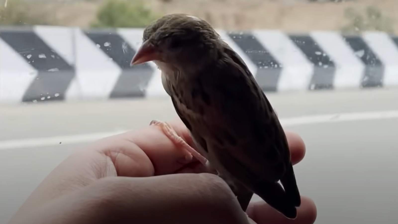 tiny bird on hand near car window