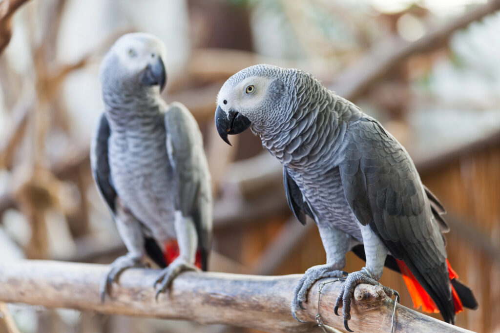 African Grey Parrot