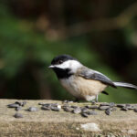 Black-capped Chickadee