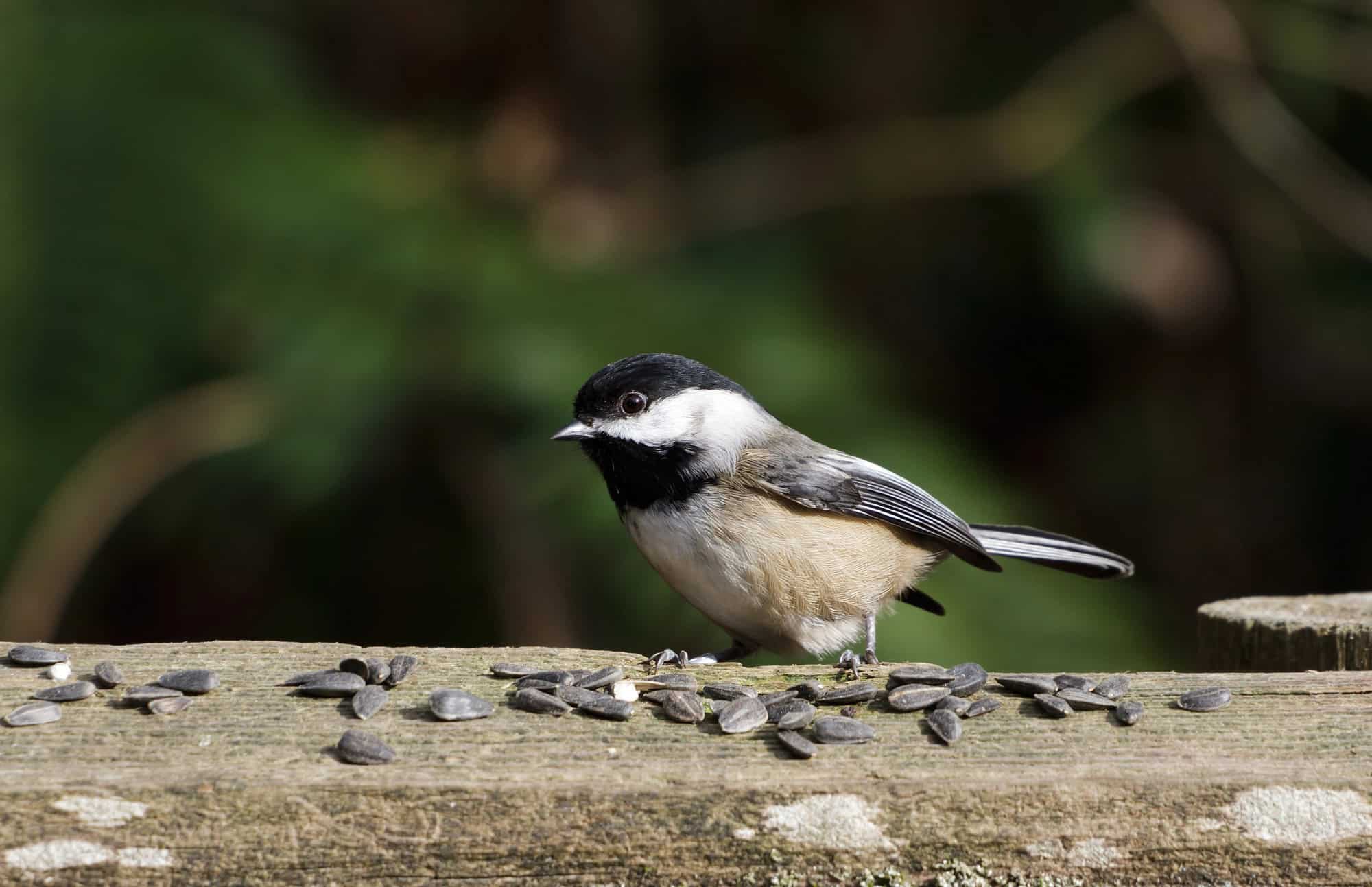 Black-capped Chickadee