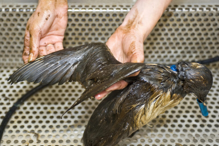 cleaning a bird contaminated with oil