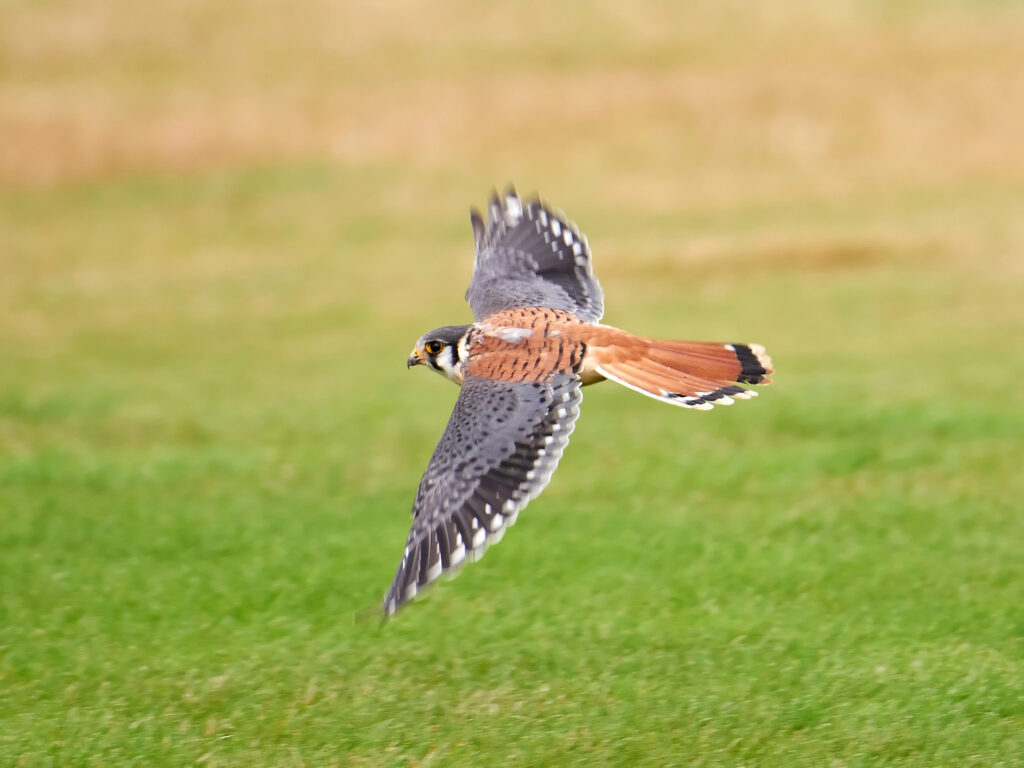 Falcons in Nebraska