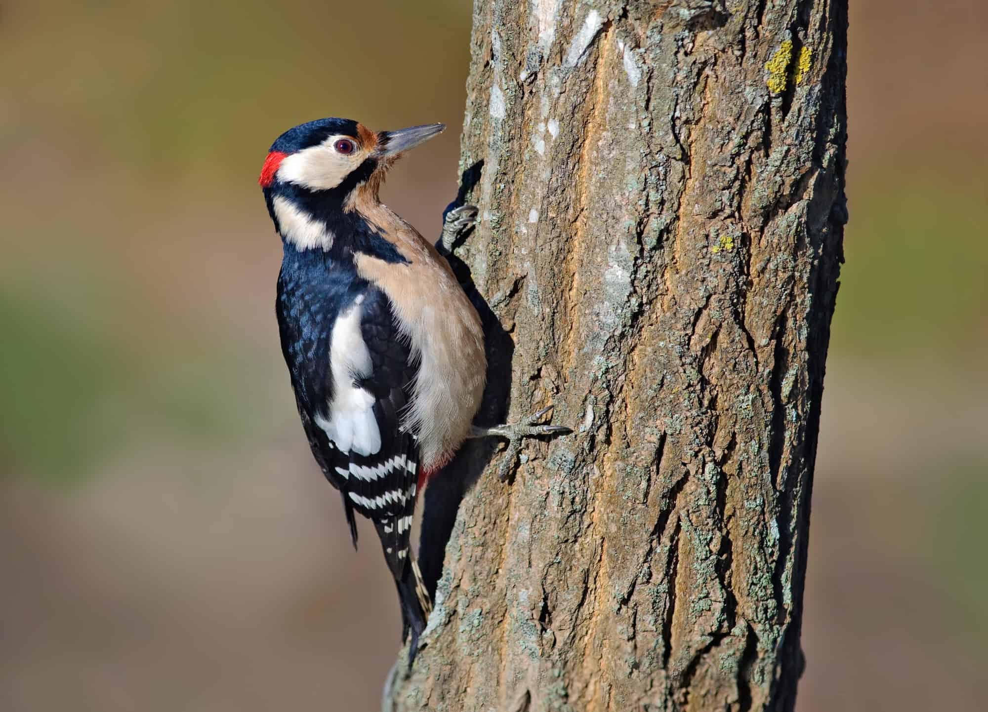 Great Spotted Woodpecker