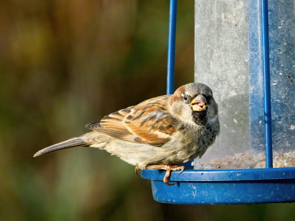 House Sparrow