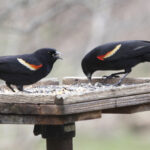 Red-Winged Blackbirds