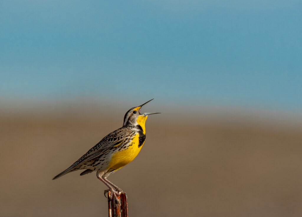 Western Meadowlark