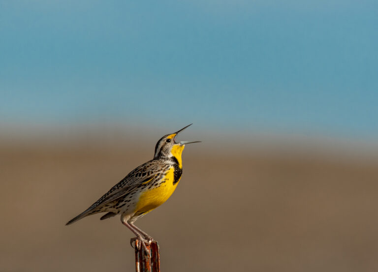 Western Meadowlark