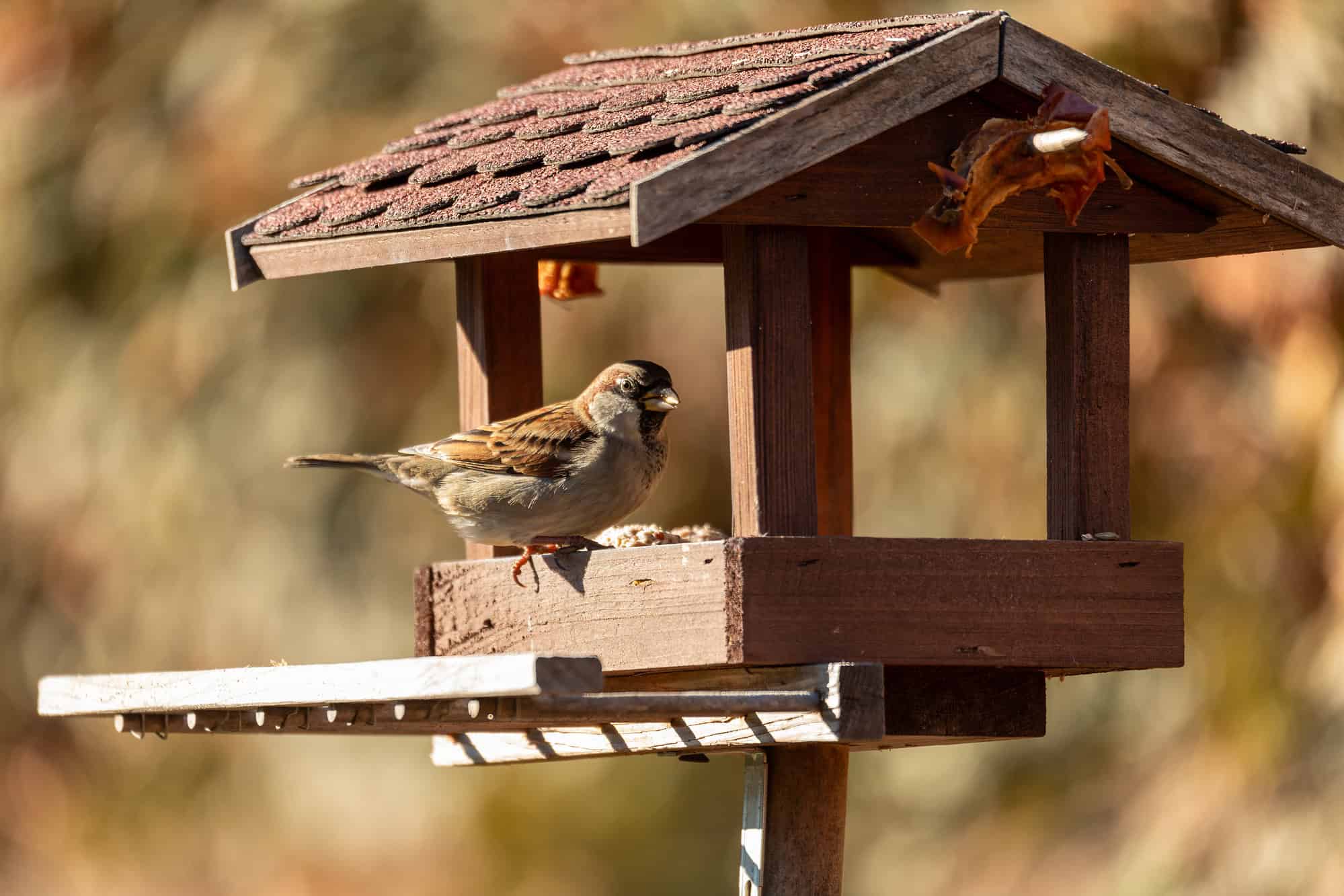 bird feeder bullies