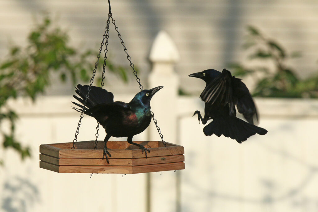 common grackle