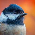 a close up of a bird