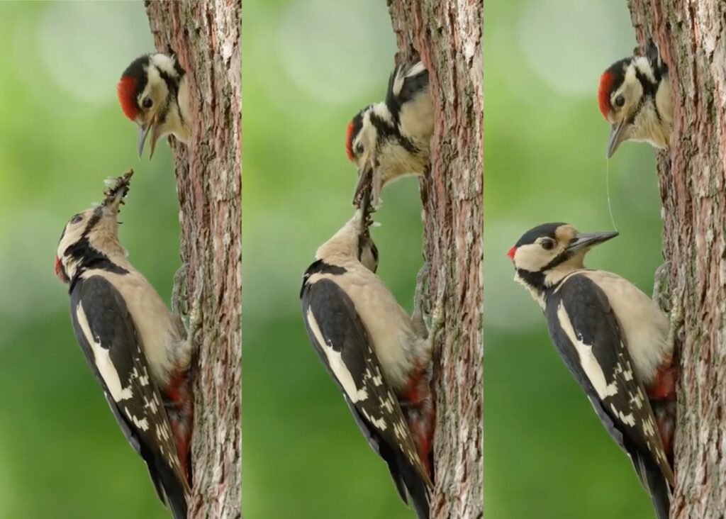 woodpecker feeding video