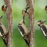 woodpecker feeding video