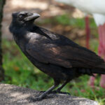 American Crow