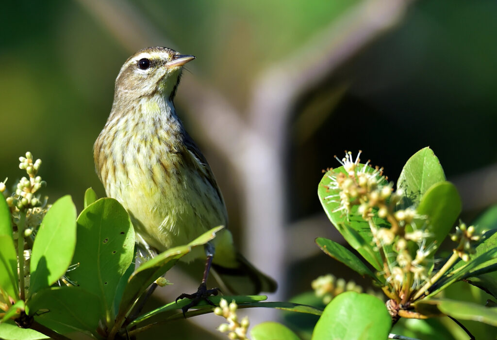 Parkesia motacilla