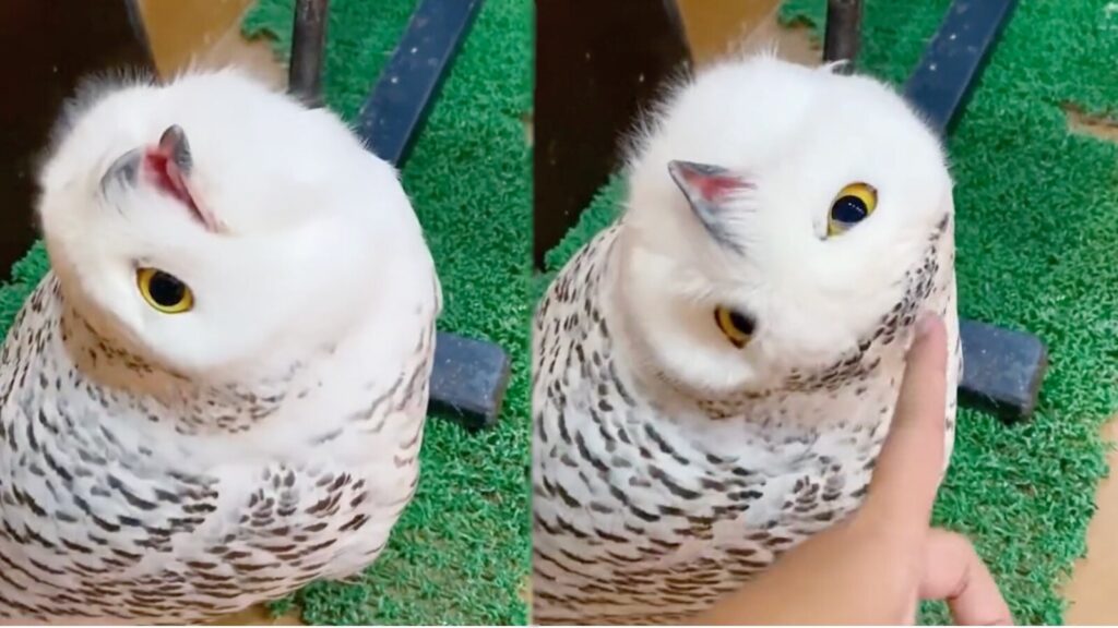 Playful Owl