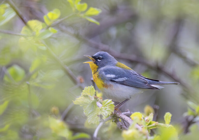 Small Birds in Arkansas
