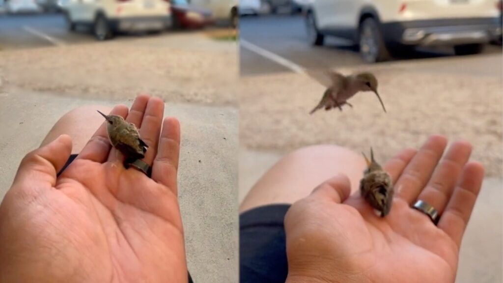 fledgling hummingbird and mom video reaction