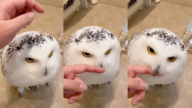 playful owl video react