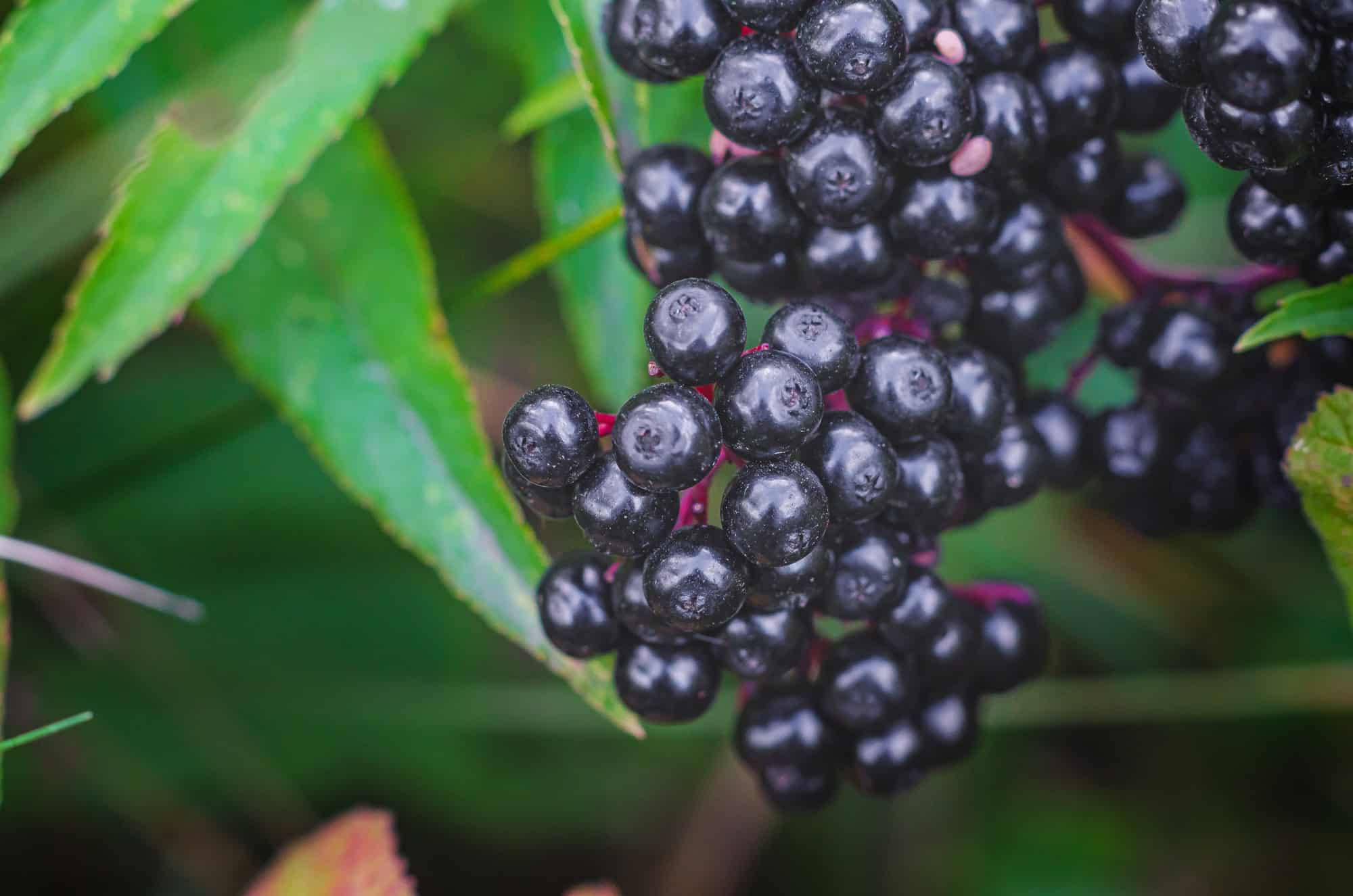 American Black Elderberry